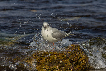 The black-headed gull (Chroicocephalus ridibundus) stands on the Black Sea in the surf and looks...