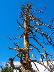 Lone Ponderosa Blue Sky