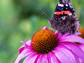 Midwest Butterfly pollen