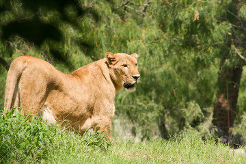 Obraz na płótnie Canvas Lioness on the prowl.