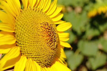 yellow blooming bright flower of sunflower, agricultural scene of the countryside, farm season 