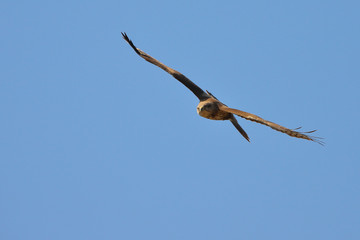 The common buzzard circles in the sky