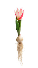 Pink dwarf tulip with flower and roots isolated on white