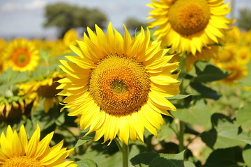 yellow blooming bright flower of sunflower, agricultural scene of the countryside, farm season 