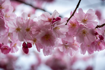 One brief season moment in spring time is the blooming of sakura tree.