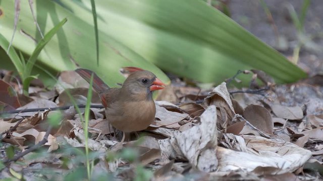 Female cardinal songbird foraging for seeds on the ground in Orlando Florida