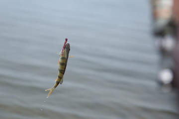 fish caught on the hook