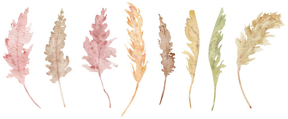 Pampas grass clipart. Watercolor illustration of tropical plant. Colorful exotic set.
