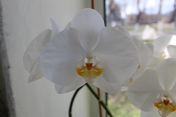 white Orchid Phalaenopsis amabilis on a light backgroundсс