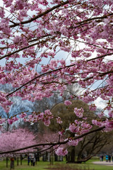 One brief season moment in spring time is the blooming of sakura tree.