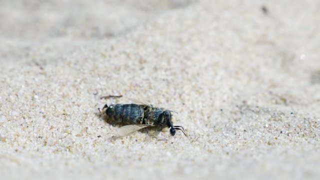 Ant trying to lift and eating dead wasp carcass on sand