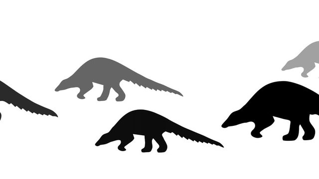 Walking pangolins, animation on the white background