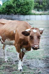 vacas y buey en el pasto 