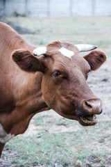 vacas y buey en el pasto 