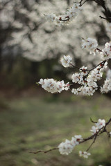 Fototapeta premium Apricot flowers blossomed with white flowers. Photo of an empty garden in March. Beautiful delicate flowers.