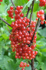 On the bush berries are ripe redcurrant