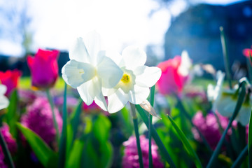 White and bright flowers in the back light with trees in the background