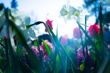 Flowers in a low and high angle position with light beams and back light