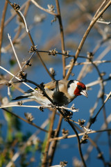 Goldfinch feeding among the bushes