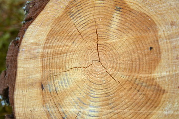 Naklejka premium Cut of the pine trunk with cracks and annual rings. Southern Karelia, Finland, May,10, 2014. 