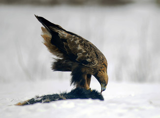 Golden eagle (Aquila chrysaetos) in fly in winter forest