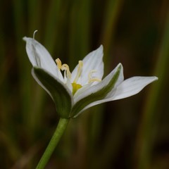 white star of bethlehem flower on black background
