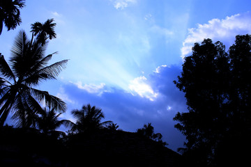 Fototapeta na wymiar tree sunset in the blue sky