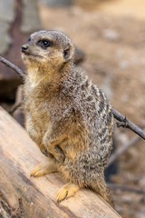 Surykatka szara © Mariusz