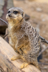 Surykatka szara © Mariusz