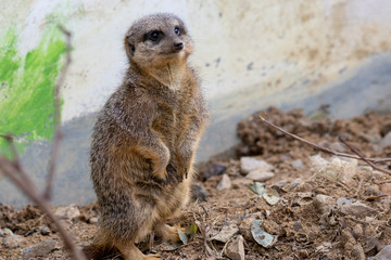 Surykatka szara © Mariusz