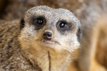 Surykatka szara © Mariusz