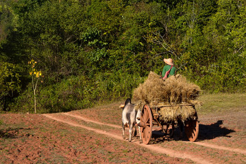 Obraz premium Cart taking straw in Myanmar