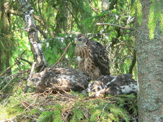 Northern goshawk (Accipiter gentilis) on nest with cubs