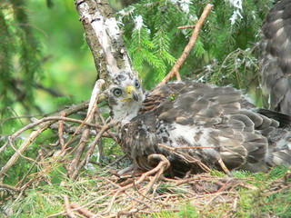 Northern goshawk (Accipiter gentilis) on nest with cubs