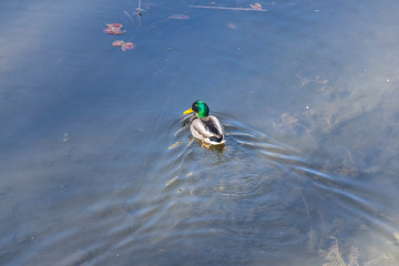 A male duck on a pond in a park.