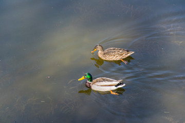 Fototapeta premium Duck and drake floating on the pond. Photo from above. Close-up. Two ducks on the water.