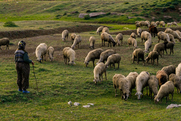 A flock of sheep grazing in turkey
