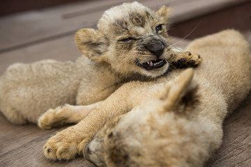 Two adorable cute yellow baby lions sleeping in Surabaya Zoo on wood stage. One of Leo's young ...