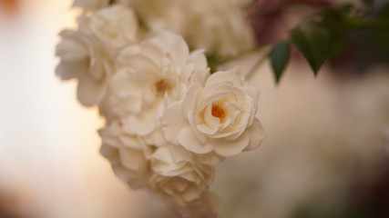 Shallow Focus on Hanging Flowers
