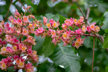 Aesculus carnea pavia red horse-chestnut flowers in bloom, bright pink flowering ornamental tree