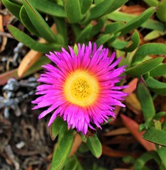 pink and yellow flower