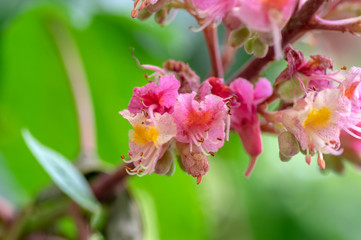 Aesculus carnea pavia red horse-chestnut flowers in bloom, bright pink flowering ornamental tree