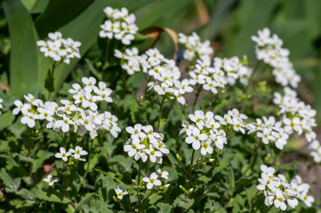 Obraz na płótnie Canvas Arabis caucasica white flowering plant, group of springtime flowers in bloom