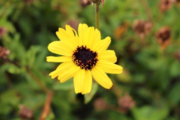 yellow flower in the garden