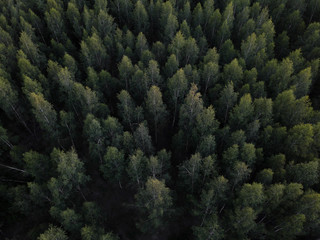 Fototapeta na wymiar forest view from above trees spruce top view 