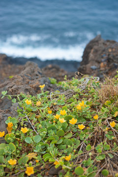 'Ilima, Hawaiian Native Plant, Yellow Small Flower Blooming on the cliff by the sea, Sida fallax