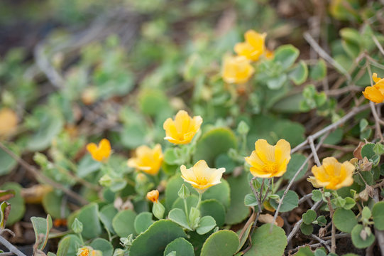 Hawaiian Indigenous Plant, 'Ilima, Yellow Small Flower, Sida fallax