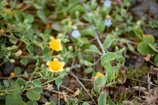 Hawaiian Indigenous Plant, 'Ilima, Yellow Small Flower, Sida fallax