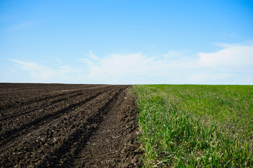 Young green wheat growing in soil. Wheat seedlings growing in a field. Agricultural rural background.