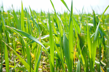 Young green wheat grows in the soil. Wheat seedlings growing in the field. Close-up.